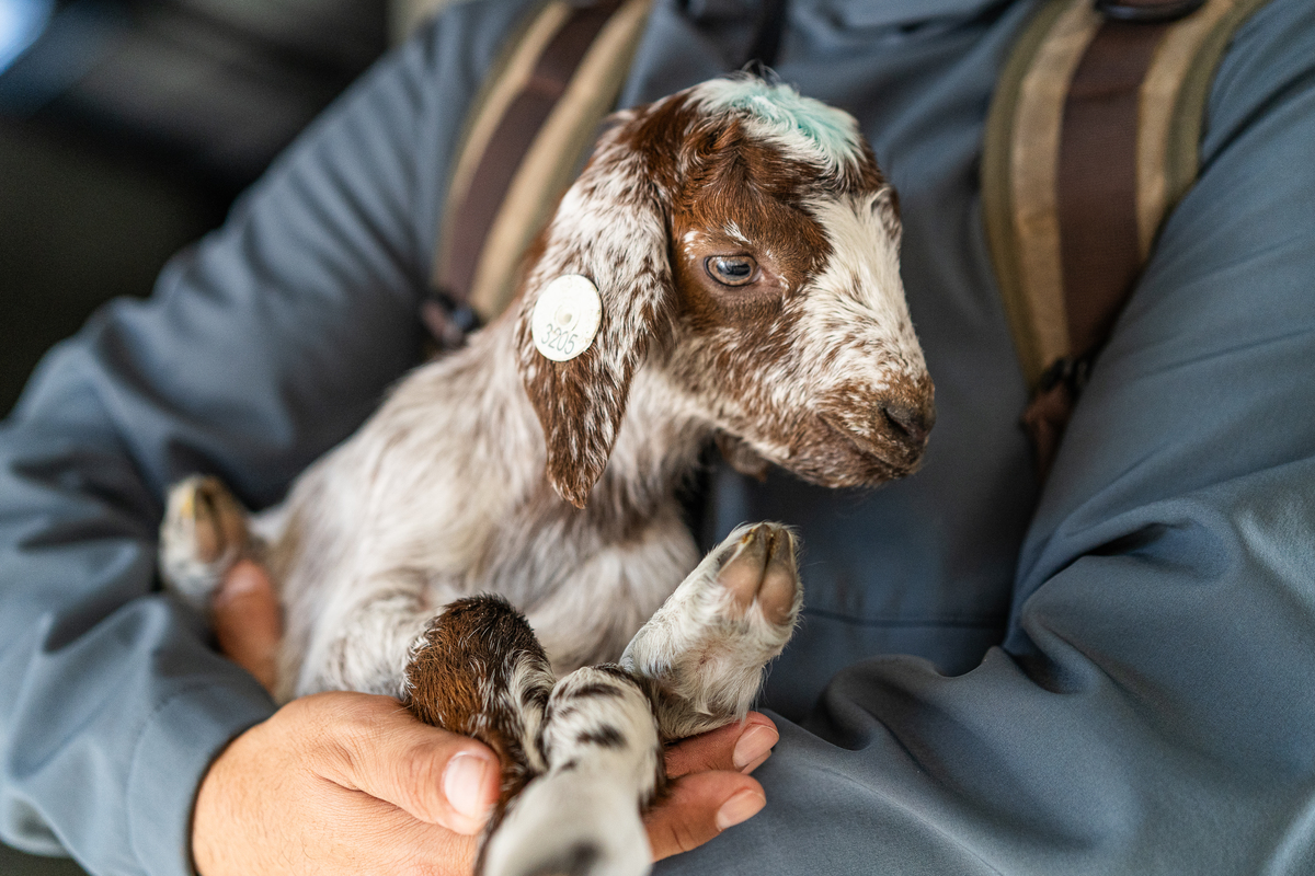 Baby Florida breed milk goat at El Bucarito.jpg
